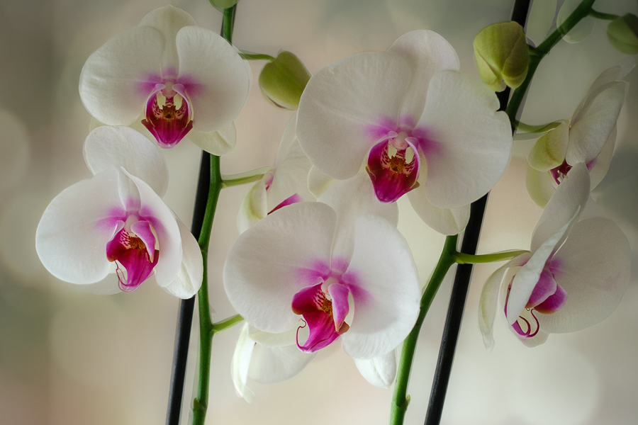 Orquídeas, Madrid diciembre 2025