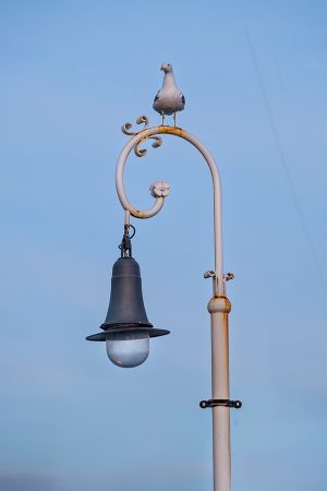 Gaviota y farola, Barcelona, enero 2026