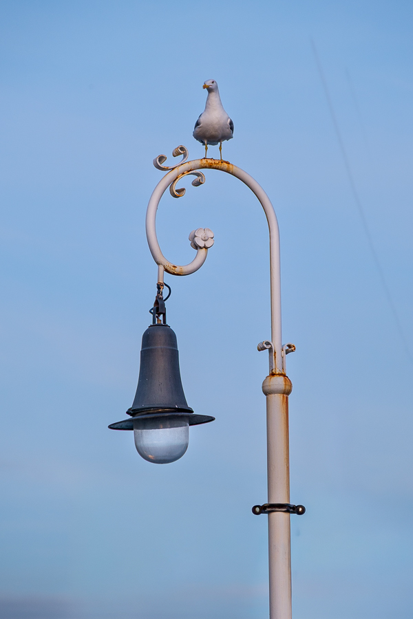 Gaviota y farola, Barcelona, enero 2026