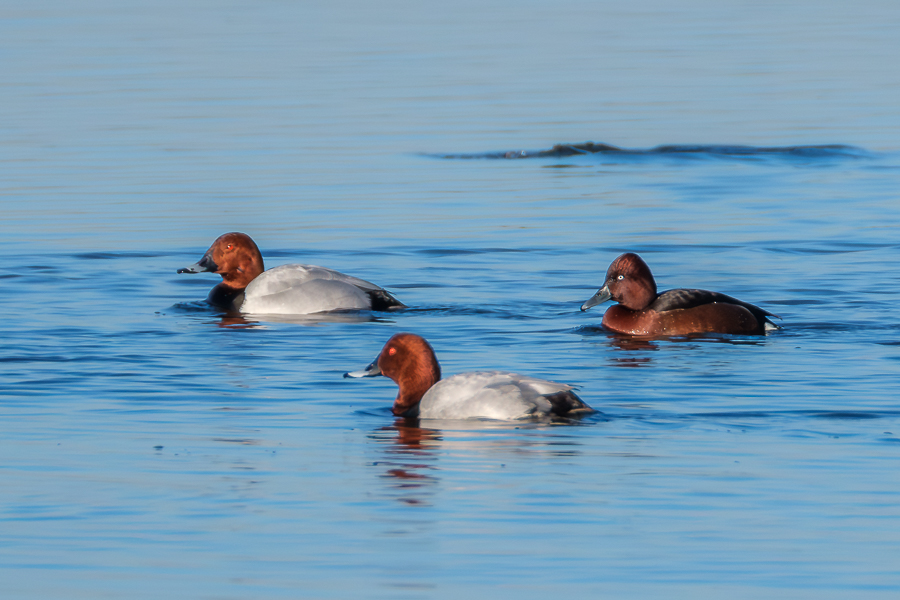 Porrón común (2) y porrón pardo. Daimiel, febrero 2026