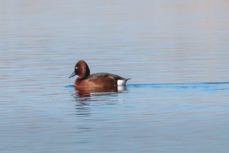 Porrón pardo. Daimiel, febrero de 2026