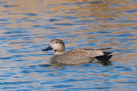 Ánade friso. Daimiel, febrero 2026