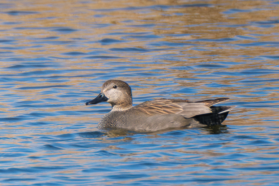 Ánade friso. Daimiel, febrero 2026