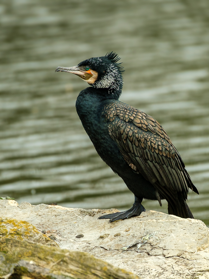 Cormorán, Txingudi, marzo 2026