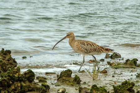 Zarapito real, Txingudi, marzo 2026