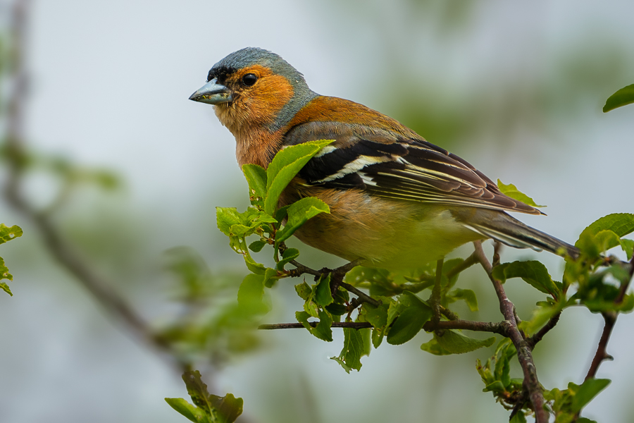 Pinzón vulgar, Le Teich abril 2026