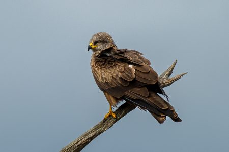 Milano negro, Le Teich abril 2026