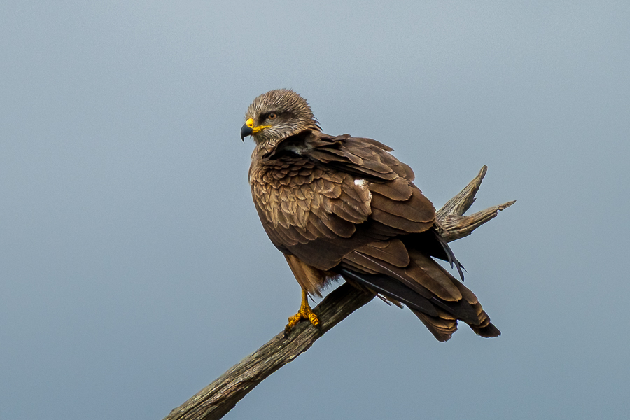 Milano negro, Le Teich abril 2026