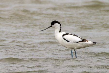 Avoceta, Le Teich abril 2026