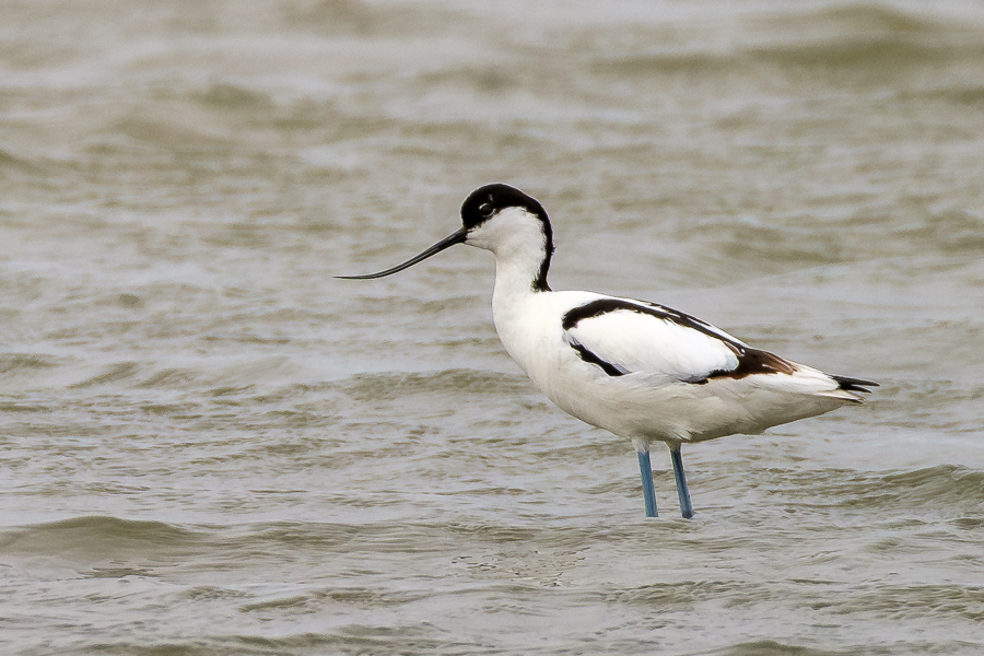 Avoceta, Le Teich abril 2026