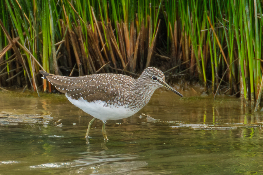 Andarríos grande, Le Teich, abril 2026