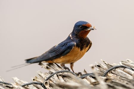 Golondrina, Tablas de Daimiel abril 2026