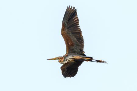 Garza imperial, Tablas de Daimiel abril 2026