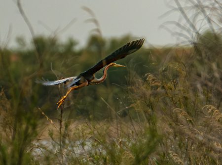 Garza imperial, Tablas de Daimiel abril 2026
