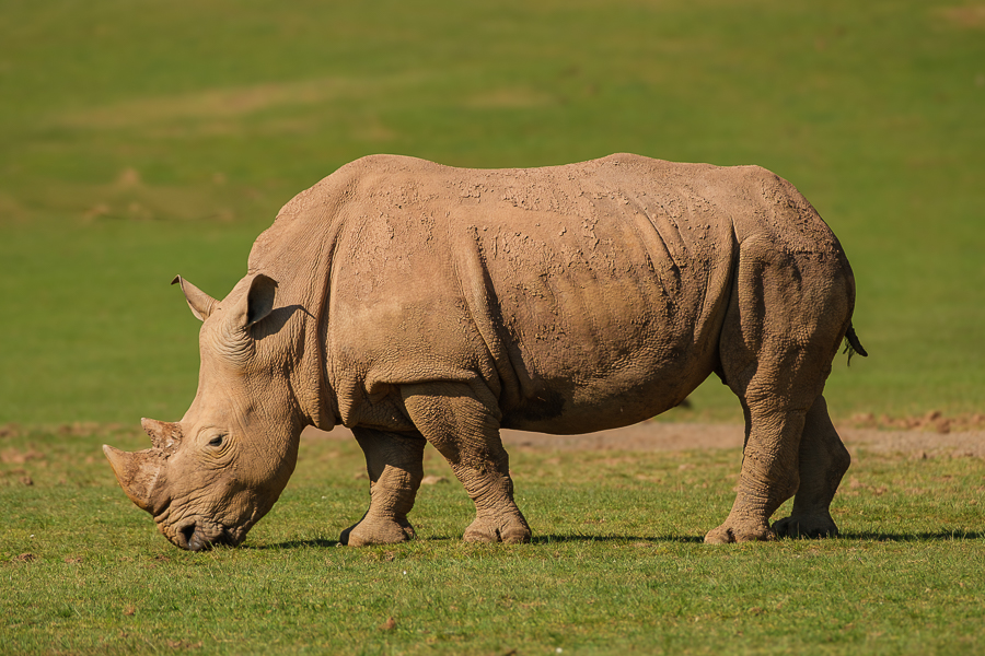 Rinoceronte, Cabárceno, mayo 2026