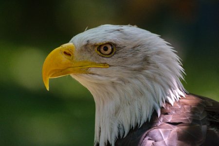 Aguila calva, Cabárceno, mayo 2026