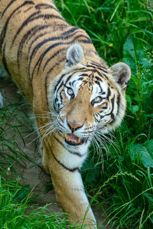 Tigre, Cabárceno, mayo 2026