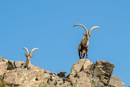 Cabra montés de Gredos, junio 2026