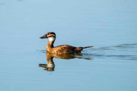 Malvasía cabeciblanca, Estany del Pujol, agosto 2026
