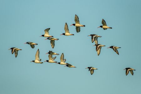 Ostreros al vuelo, Estany del Pujol, agosto 2026