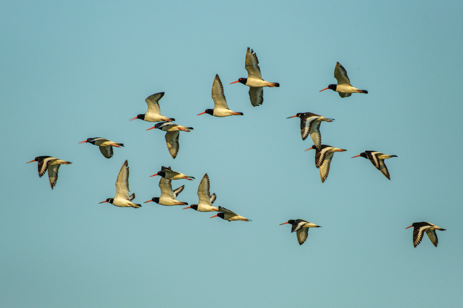 Ostreros al vuelo, Estany del Pujol, agosto 2026