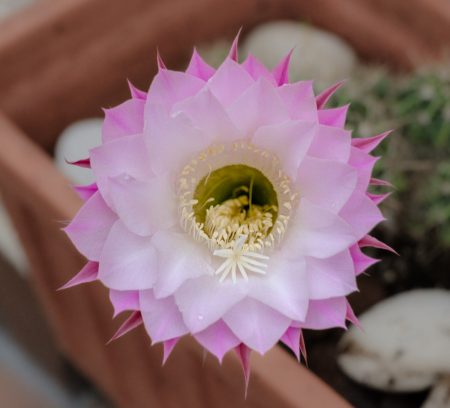 Flor de cactus, agosto 2026