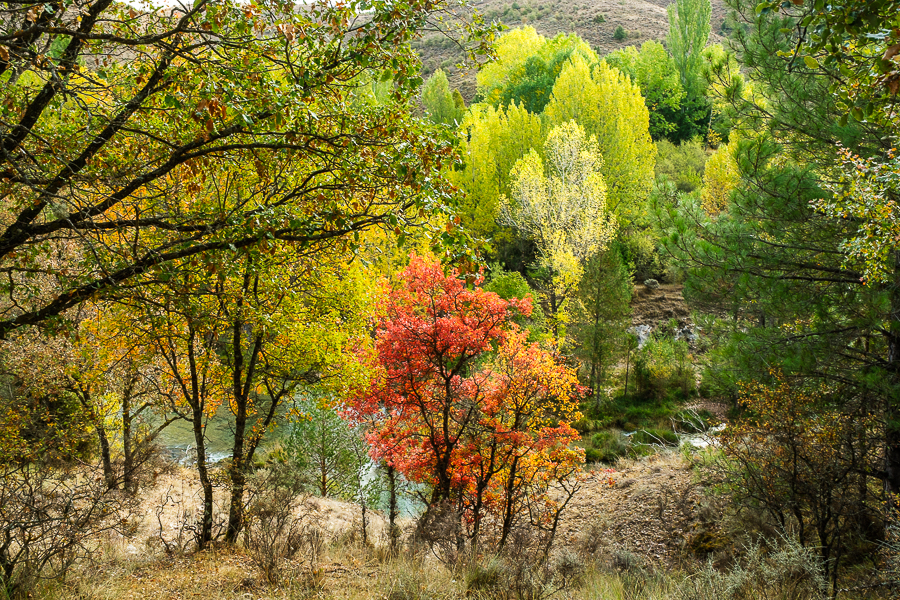 Otoño Alto Tajo, octubre 2026
